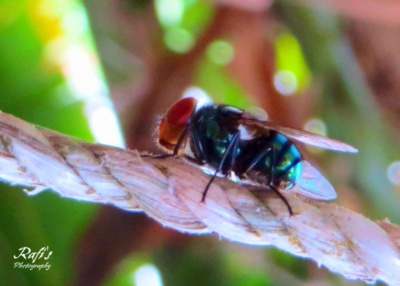 MAcro